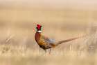 Male pheasant at Bowdoin National Wildlife Refuge near Malta, Montana, USA. Art Print